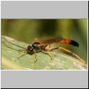 Erigorgus cerinops - Schlupfwespe w111a 17mm.jpg